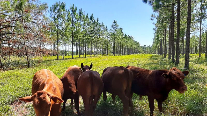 Los bosques son la solución natural frente al cambio climático