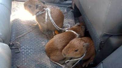 Rescataron crías de carpincho en un control vial