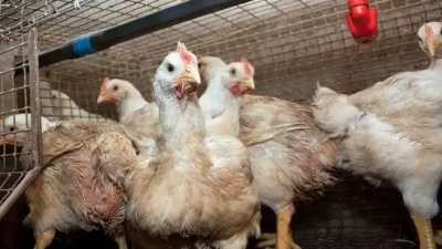 Primer caso de gripe aviar en Corrientes: aislaron a una familia y sacrificarán al menos 60 aves