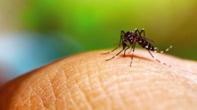 Dengue: casi 100 nuevos contagios en las últimas 24 horas