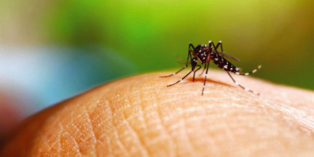 mosquito.jpg
