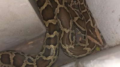 Encontró una pitón de dos metros en la puerta de su casa