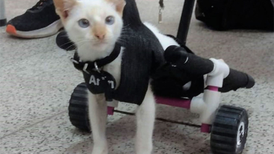 Alumnos fabricaron silla adaptada para mascota con la impresora 3D