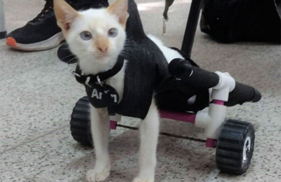 Alumnos fabricaron silla adaptada para mascota con la impresora 3D