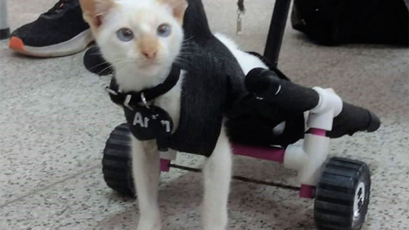 Alumnos fabricaron silla adaptada para mascota con la impresora 3D