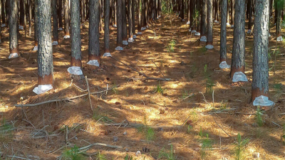 Complejo escenario para el sector forestal resinero