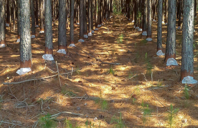 Complejo escenario para el sector forestal resinero