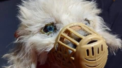 Llaman a colaborar con Coco, que fue atropellado y abandonado en la calle