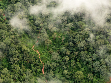 deforestación chaco bosque.jpg