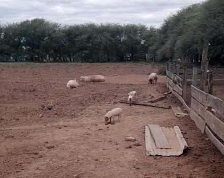 agrotecnica3.jpg