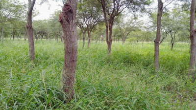 Los renovales serán considerados como reforestación por la Ley 25080