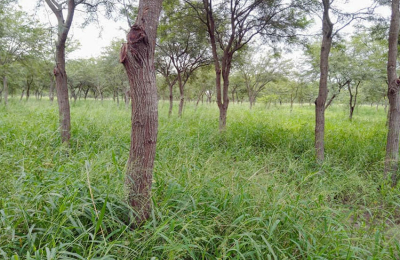 Los renovales serán considerados como reforestación por la Ley 25080