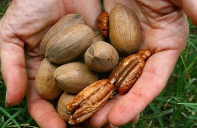 El desafío de un cultivo alternativo que prende en el Chaco