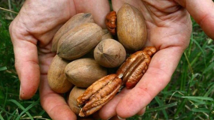 Nuez Pecan.jpg
