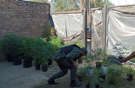Incautan 102 plantas1.jpeg