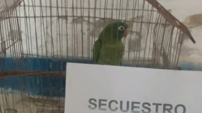 El loro volvió a su jaula: lo robaron pero fue devuelto al dueño
