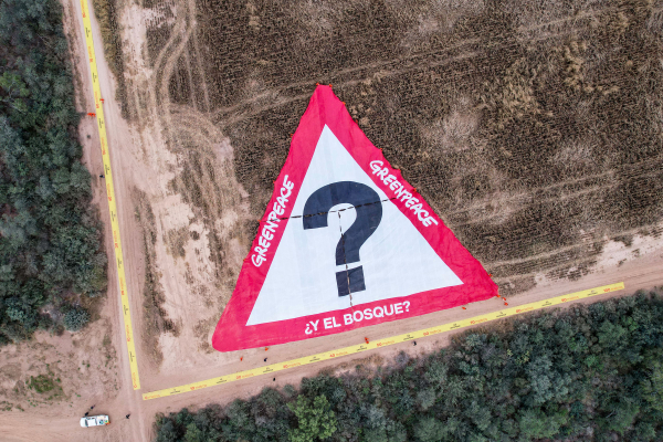 Arrasaron con casi 12 mil hectáreas de bosques salteños 