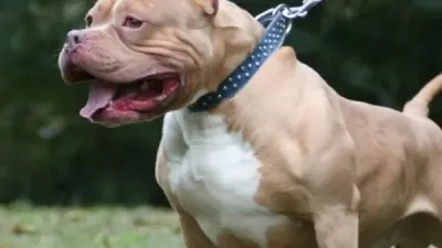 Un pitbull atacó a cinco personas y fue baleado