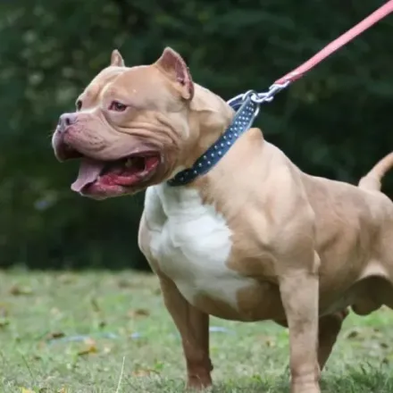 pitbull
