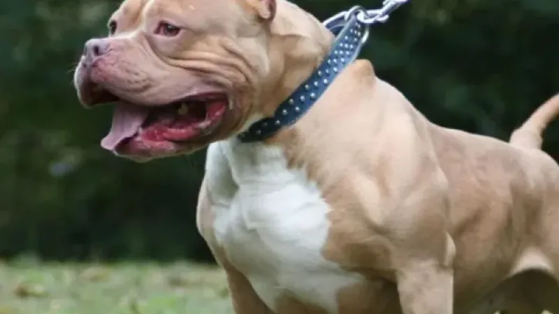 Un pitbull atacó a cinco personas y fue baleado