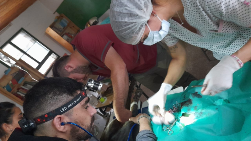 Veterinarios reciben donaciones para realizar un operativo sanitario en El Impenetrable