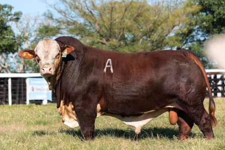 toro-bradford-destacado.jpg