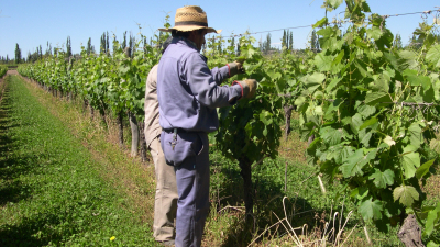 Prorrogan compatibilidad entre planes sociales y trabajo rural registrado