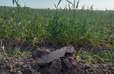 El trigo comienza a manifestar daños por la falta de lluvias