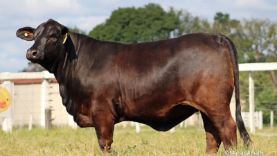 Selección de toros, vaquillonas y terneras de elite