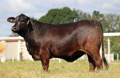 Selección de toros, vaquillonas y terneras de elite