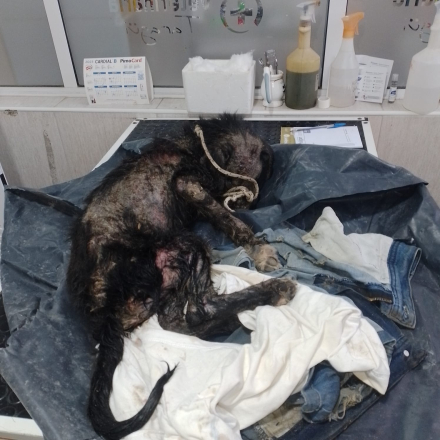 perrita Rosita 1.jfif