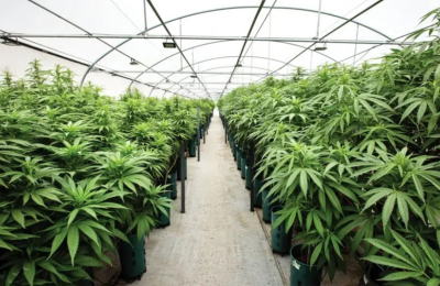 Personas con registro para cannabis medicinal lo usan para comercializar el narcótico