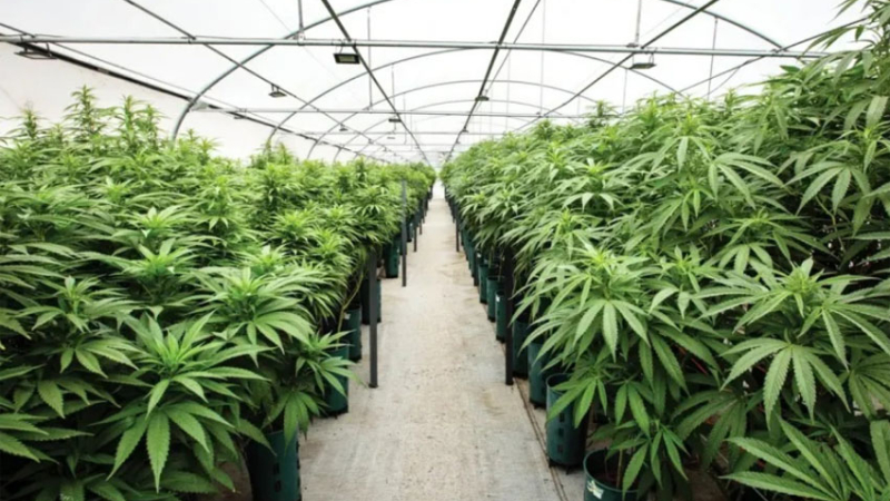 Personas con registro para cannabis medicinal lo usan para comercializar el narcótico