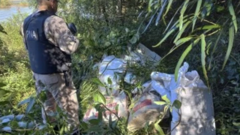 Millonario decomiso de marihuana en isla, signo de relevo a "Morenita"