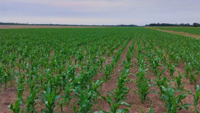 Más kilos por hectárea y menos temperatura en los suelos