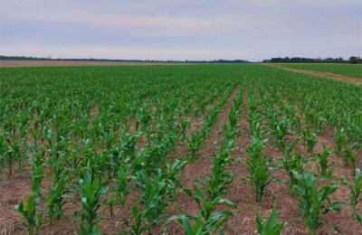 Más kilos por hectárea y menos temperatura en los suelos