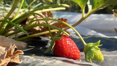 Una práctica hortícola permite a estudiantes generar un ingreso económico