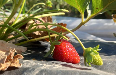 Una práctica hortícola permite a estudiantes generar un ingreso económico