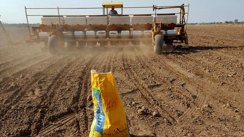 La falta de lluvias complica el estado del trigo y la siembra de girasol