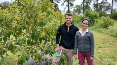 La abundancia y cantidad de polinizadores podrían mejorar la producción de paltas