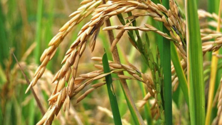 Arroz-de-corrientes2.jpg