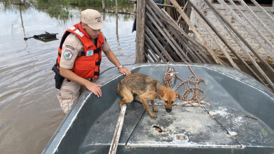 Corrientes: Prefectura rescató a una perrita de una inundación