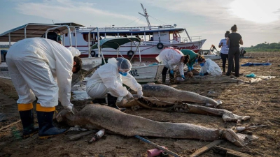 Brasil: 154 delfines murieron en un lago amazónico por el aumento de la temperatura del agua