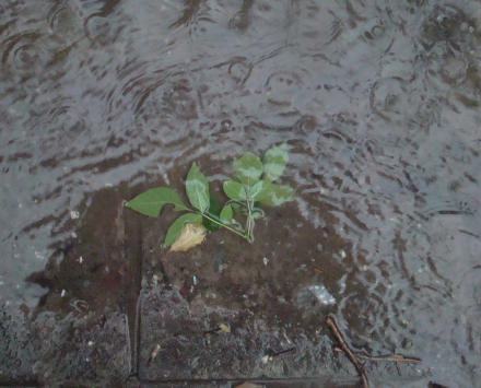 hoja lluvia.JPG