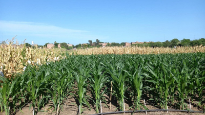 El departamento Brown espera las lluvias para el sorgo, maíz, algodón y soja