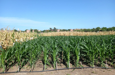 El departamento Brown espera las lluvias para el sorgo, maíz, algodón y soja