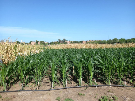 Cultivo de maíz.jpg