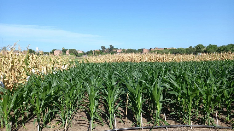 El departamento Brown espera las lluvias para el sorgo, maíz, algodón y soja