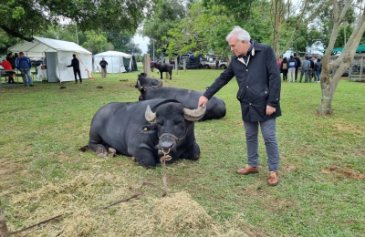 El búfalo tiene una buena proyección en Corrientes