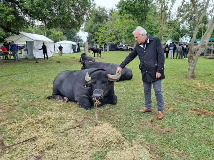 bufalo corrientes.jpg